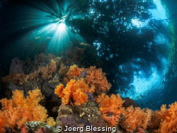 Reef meets Jungle at "The Passage", Raja Ampat by Joerg Blessing 
